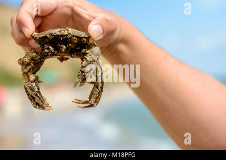 Once on a vacation on one of the Ukrainian beaches, we enjoyed the beautiful crab with our presence Stock Photo