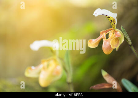 Paphiopedilum gratrixianum (Mast.) Guillaumin, beautiful wild orchid Stock Photo
