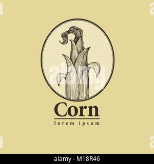 Vector corn on the cob with leaves vintage engraved illustration. Botanical corn. Hand drawn logo template Stock Vector