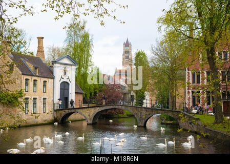 Bruges, Belgium - April 17, 2017: Swans in lake of love in Bruges, channel panoramic view near Begijnhof Stock Photo