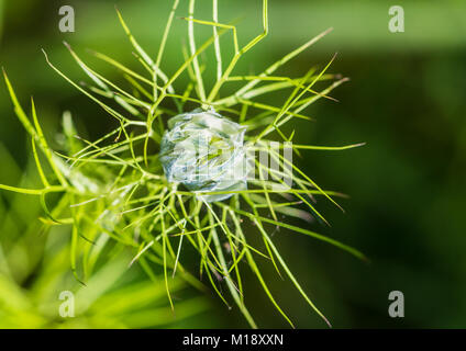 A macro shot of a nigella flower bud. Stock Photo