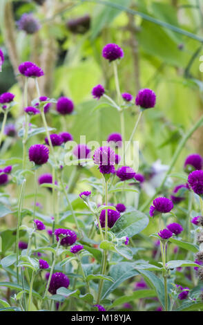 Gomphrena globosa flowers. Globe amaranth. Stock Photo