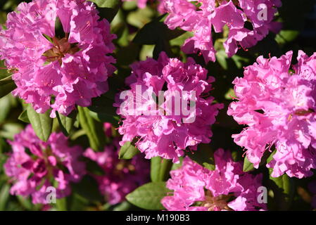 Several blossom of pink rhododendron Roseum Elegans Stock Photo