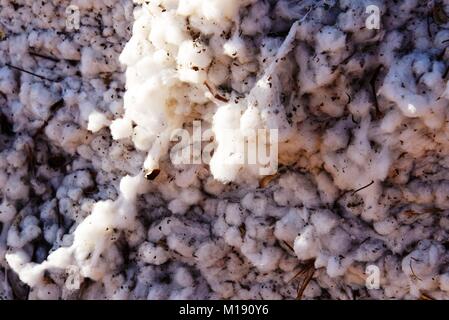 outdoor piles of picked cotton ready for processing Stock Photo