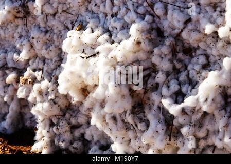 outdoor piles of picked cotton ready for processing Stock Photo