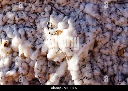 outdoor piles of picked cotton ready for processing Stock Photo