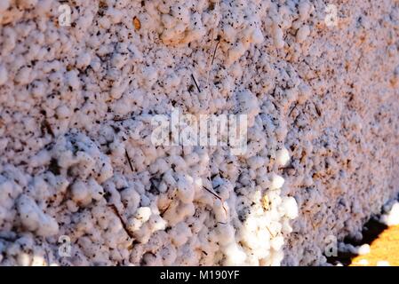 outdoor piles of picked cotton ready for processing Stock Photo