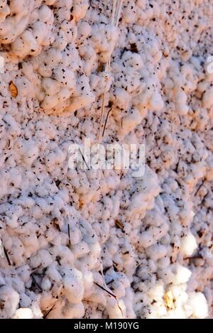 outdoor piles of picked cotton ready for processing Stock Photo