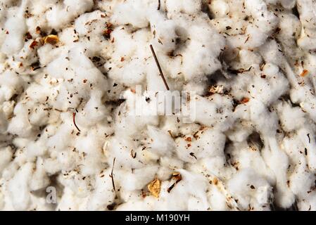 outdoor piles of picked cotton ready for processing Stock Photo