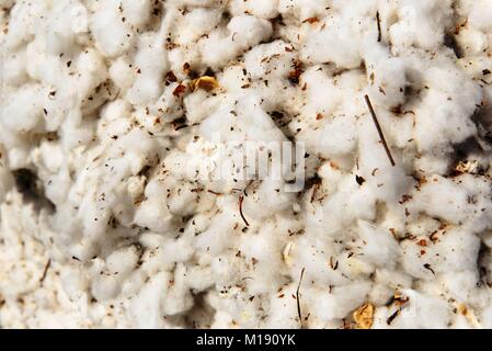 outdoor piles of picked cotton ready for processing Stock Photo