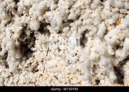 outdoor piles of picked cotton ready for processing Stock Photo