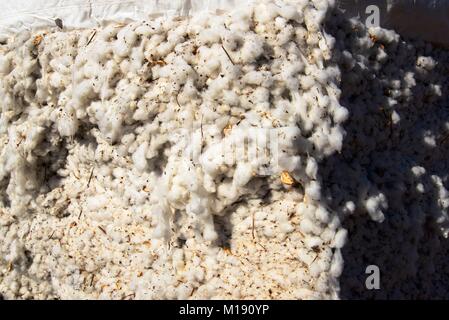 outdoor piles of picked cotton ready for processing Stock Photo