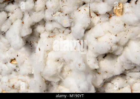 outdoor piles of picked cotton ready for processing Stock Photo