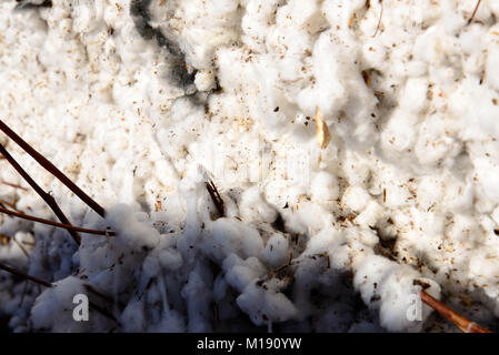 outdoor piles of picked cotton ready for processing Stock Photo