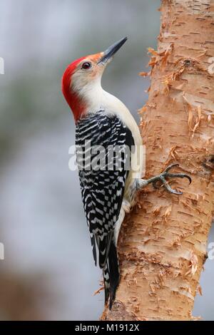A male red bellied woodpecker (Melanerpes carolinus) perching on a birch branch in winter. Stock Photo