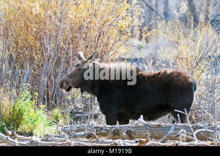 Shiras moose cow in Grand Teton National Park, Wyoming Stock Photo