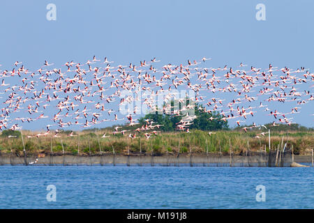 Flock of pink flamingos from 'Delta del Po' lagoon, Italy. Nature panorama Stock Photo