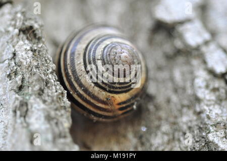 White-lipped snail or garden banded snail (Cepaea hortensis) stuck on a tree bark. Macro detail. Stock Photo