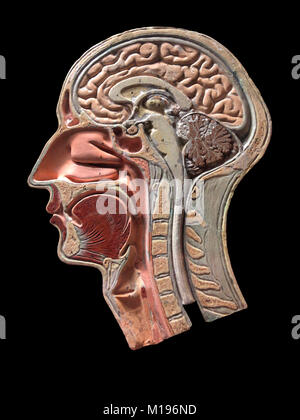 A vintage anatomy model of the human head. This handmade plaster cross section dates from circa 1860. Stock Photo