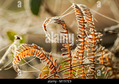 Frost covered bracken and spider webs on a beautiful bright winter morning in West Sussex Stock Photo