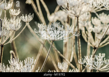 Rime covered hogweed flowers on a bright frosty winter morning in Sussex Stock Photo