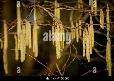 First signs of the spring - male catkins on a sunlit hazel tree Stock Photo