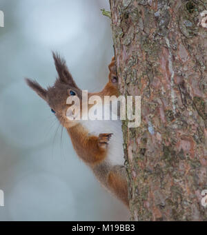 Red Squirrel (Sciurus vulgaris) on a  pine tree holding on with one hand in winter in Scotland. Stock Photo