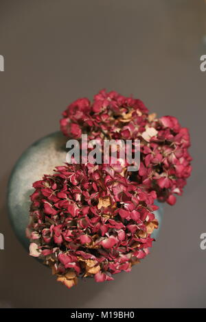 Dried reddish hydrangea flowers in a glassy green vase on a glass base. Stock Photo