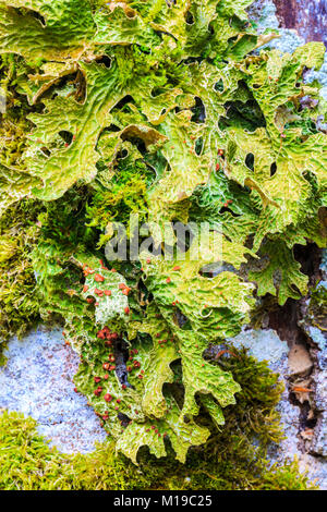 Tree lungwort (Lobaria pulmonaria) lichen. Stock Photo