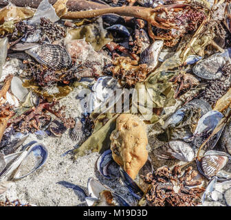 Vintage fine art still life outdoor image of a collection/a collage of sea plants, mussels and animals stranded on a white sand beach Stock Photo