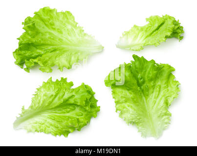 Lettuce leaves isolated on white background. Batavia salad. Top view Stock Photo