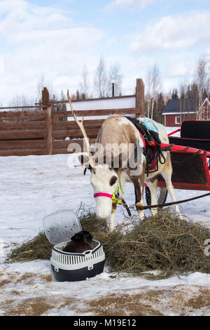 reindeer harnessed in a cart and a black rabbit Stock Photo