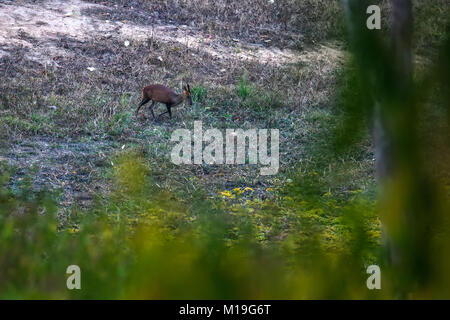 Barking deer walking through the grass in deep forest Stock Photo