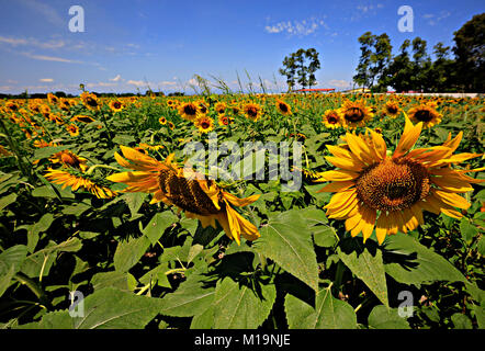 Turen, Portuguesa, Venezuela. 28th Jan, 2018. January 28, 2018. The planting of sunflowers in TurÅ½n, Portuguesa state, is only for photos and not to recover the production of sunflower oil. Currently, it is one of the products, of greater production and consumption worldwide, Venezuela imports 85% of its needs for edible oils and fats. The director of oleaginous states that ''an agreement between producers, agro-industries and the government is committed to the recovery of the crop. Credit: Juan Carlos Hernandez/ZUMA Wire/Alamy Live News Stock Photo