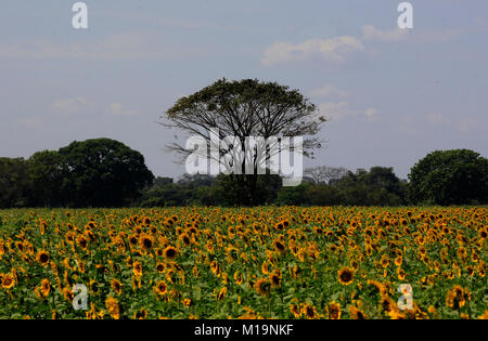 Turen, Portuguesa, Venezuela. 28th Jan, 2018. January 28, 2018. The planting of sunflowers in TurÅ½n, Portuguesa state, is only for photos and not to recover the production of sunflower oil. Currently, it is one of the products, of greater production and consumption worldwide, Venezuela imports 85% of its needs for edible oils and fats. The director of oleaginous states that ''an agreement between producers, agro-industries and the government is committed to the recovery of the crop. Credit: Juan Carlos Hernandez/ZUMA Wire/Alamy Live News Stock Photo