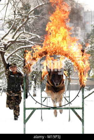 Hefei, China's Anhui Province. 27th Jan, 2018. A police dog is trained at a training base in Hefei, east China's Anhui Province, Jan. 27, 2018. Credit: Xu Wei/Xinhua/Alamy Live News Stock Photo