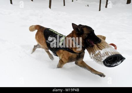 Hefei, China's Anhui Province. 27th Jan, 2018. A police dog is trained at a training base in Hefei, east China's Anhui Province, Jan. 27, 2018. Credit: Xu Wei/Xinhua/Alamy Live News Stock Photo