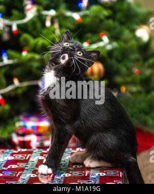A black and white kitten Stock Photo