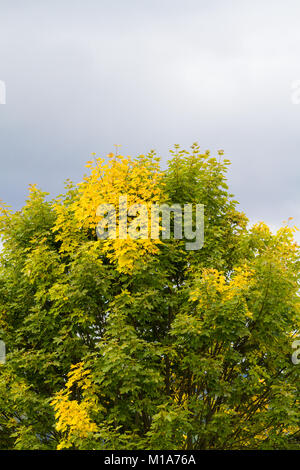 leichte Laubfärbung Ahorn im Herbst Stock Photo