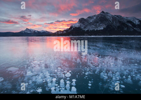 Frozen methane bubbles, Winter, Abraham Lake, Canadian Rockies, Alberta, Stock Photo