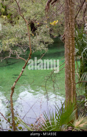 Manatees huddle in the spring for warmth on a cold day at Blue Springs State Park, Orange City, Florida Stock Photo