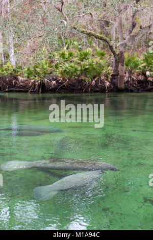 Manatees huddle in the spring for warmth on a cold day at Blue Springs State Park, Orange City, Florida Stock Photo