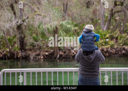 Father and son look on as Manatees huddle in the spring for warmth on a cold day at Blue Springs State Park, Orange City, Florida Stock Photo