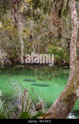 Manatees huddle in the spring for warmth on a cold day at Blue Springs State Park, Orange City, Florida Stock Photo