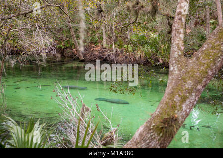 Manatees huddle in the spring for warmth on a cold day at Blue Springs State Park, Orange City, Florida Stock Photo