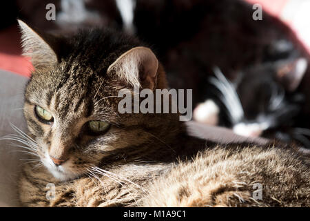 Tabby and black and white cat together Stock Photo