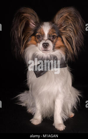 Beautiful dog Continental Toy Spaniel Papillon in black leather bow tie round neck on black background Stock Photo