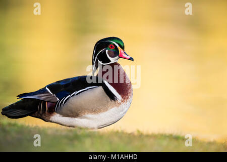 Adult male Wood Duck standing on the grass in the warm light Stock Photo