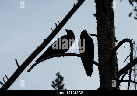 Two American crows sitting in a tree silhoutted against the sky.  Yellowstone National Park, Wyoming. Stock Photo