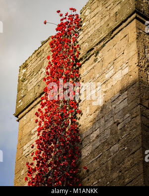 Display of ceramic red remembrance poppies at Caernarfon castle, North Wales Stock Photo